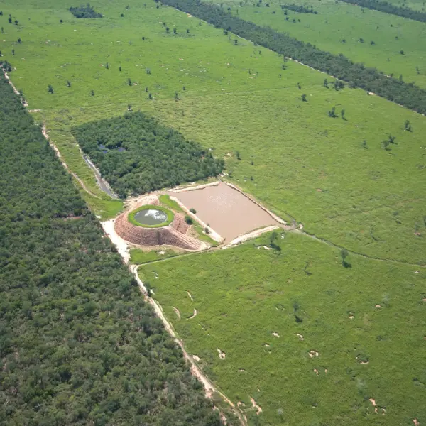 bovinos-australiantank