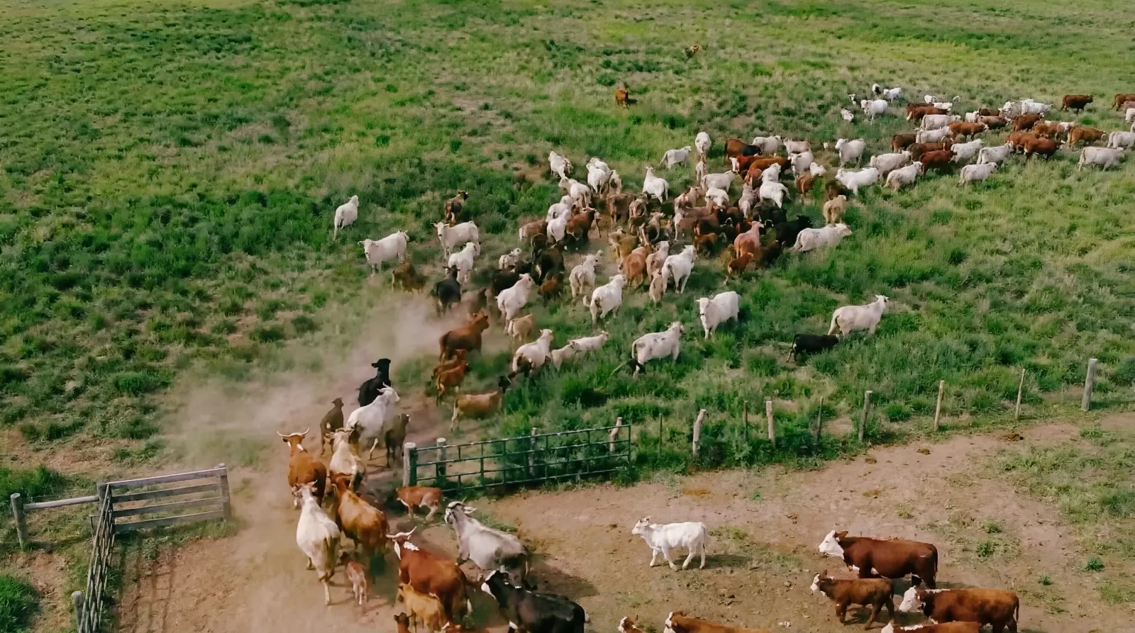 bovinos-rinder-auf-weide