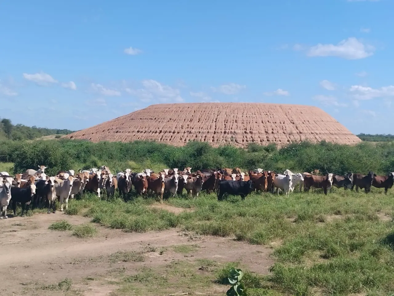 bovinos-rinder-vor-australiantank