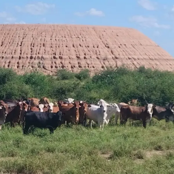 bovinos-rinder-vor-tank