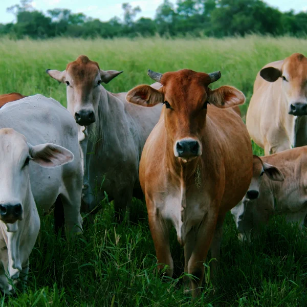 investieren-tierwohl